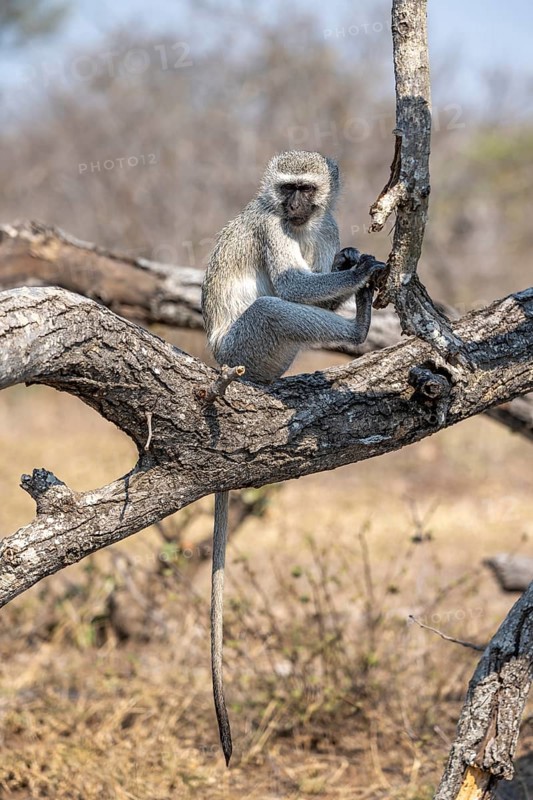 Vervet monkey (Chlorocebus) sitting on a branch, Kruger National Park, South Africa, Africa