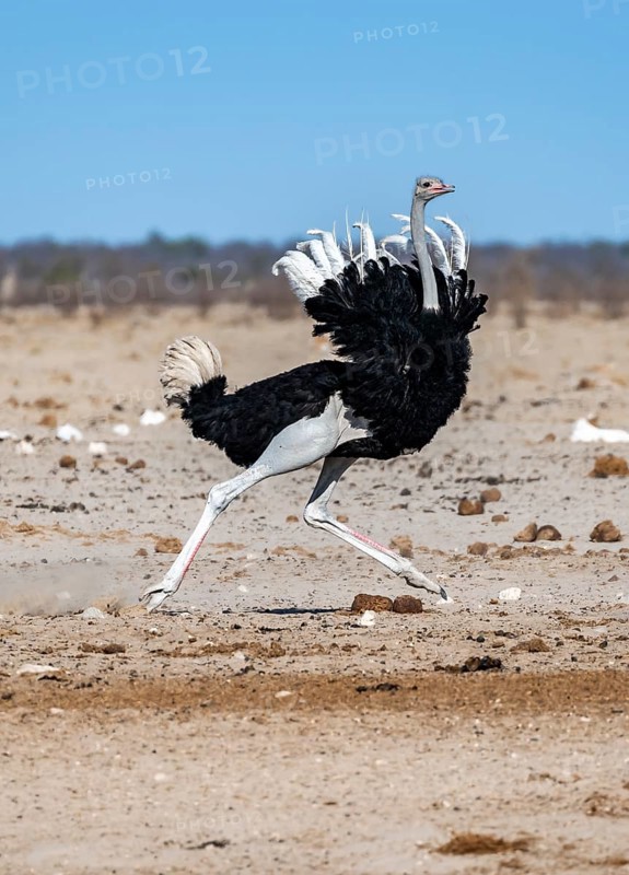 African ostrich (Struthio camelus), adult male, tucking up his feathers and running, threatening gesture, Nebrowni waterhole, Etosha National Park, Namibia, Africa