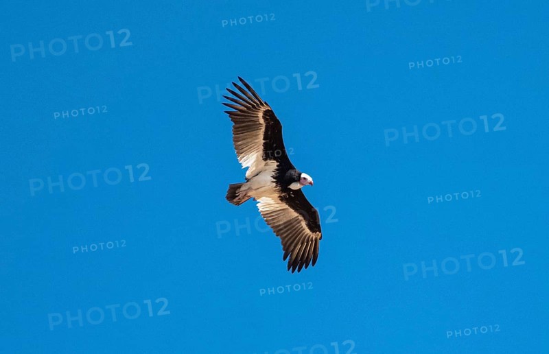 White-headed vulture (Trigonoceps occipitalis) in flight against a blue sky, Etosha National Park, Namibia, Africa