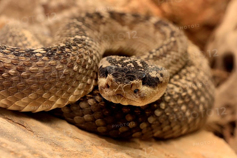 Black-tailed rattlesnake (Crotalus molossus), adult, on rocks, warming up, sunbathing, Sonoran Desert, Arizona, North America, USA, North America
