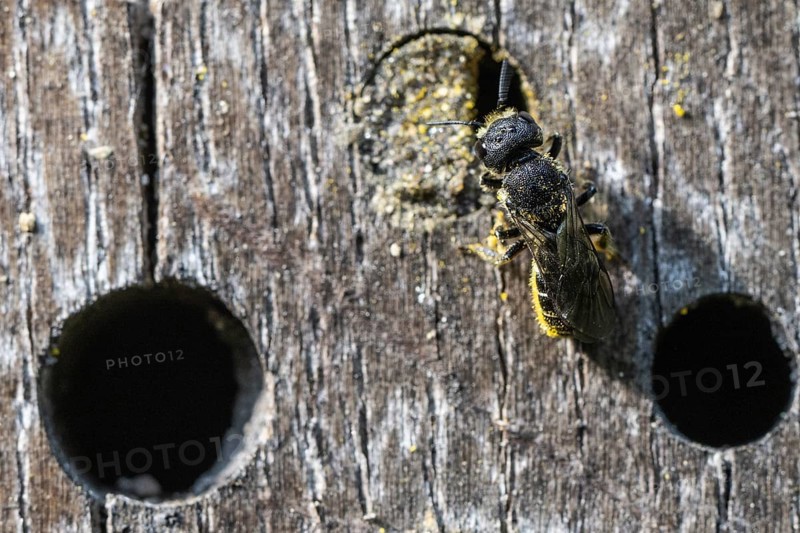 Heriades truncorum (Heriades truncorum), Emsland, Lower Saxony, Germany, Europe