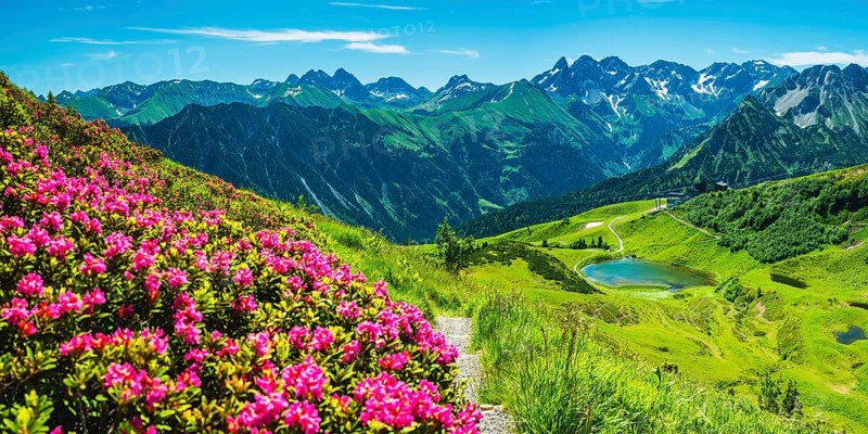 Alpine rose blossom, panorama from the Fellhorn over the Schlappoldsee and mountain station of the Fellhornbahn to the central main ridge of the Allgäu Alps, Allgäu, Bavaria, Germany, Europe