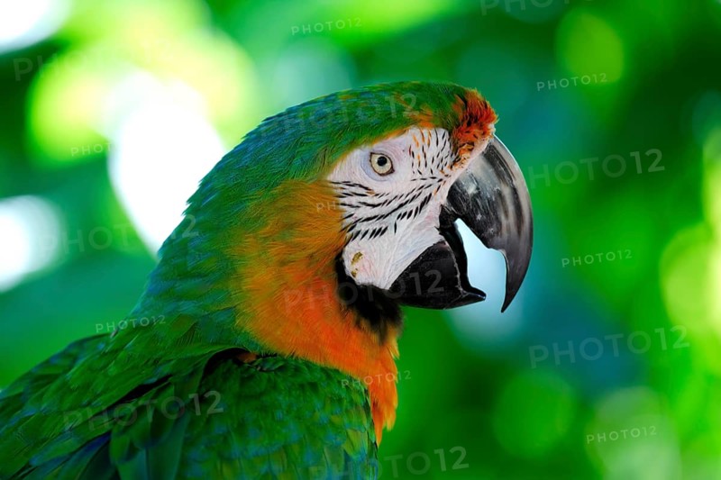 Macaw hybrid (macaw), adult, portrait, calling, Florida, USA, North America