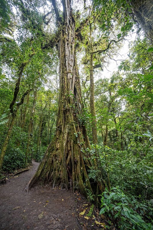 Strangler fig, dense vegetation in the rainforest, Monteverde cloud forest, Monte Verde, Puntarenas province, Costa Rica, Central America