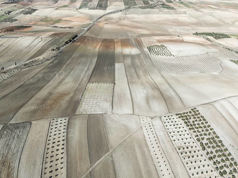 Farmland and cultivated olive trees (Olea europaea) . Aerial view. Drone shot. Granada province, Andalusia, Spain, Europe