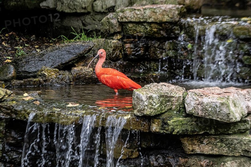 Scarlet ibises (Eudocimus ruber), Walsrode Bird Park, Lower Saxony, Germany, Europe