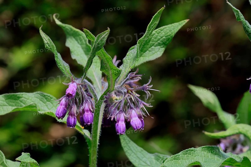 Common comfrey (Symphytum officinale), flower, flowering, Germany, Europe