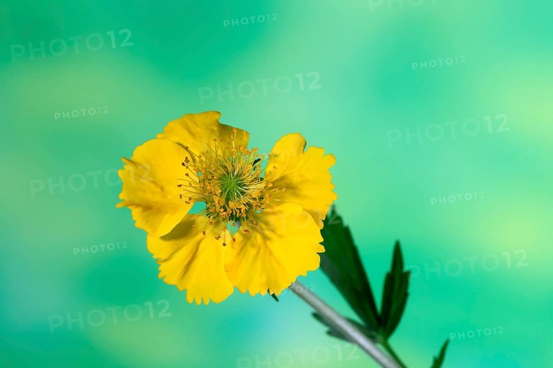 Carnation root (Geum hybride), yellow, flowering, flower, Elllerstadt, Germany, Europe