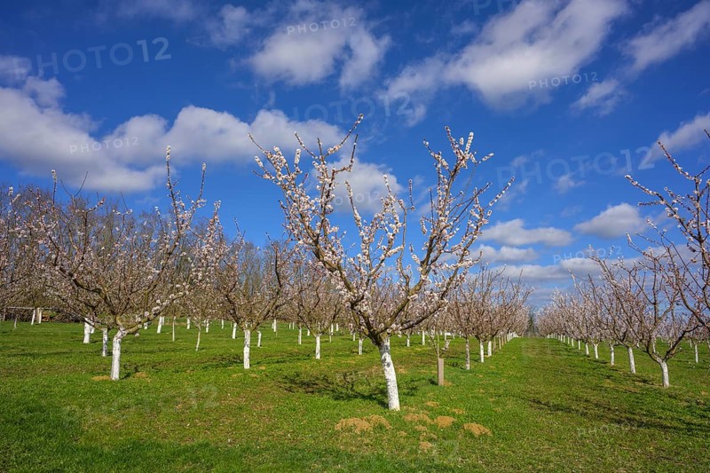 Blooming apricot trees, Paudorf, Lower Austria, Austria, Europe