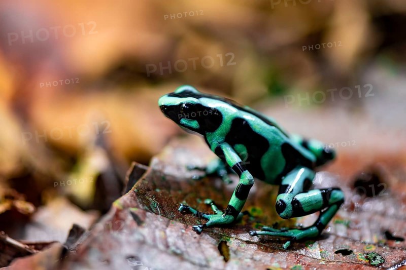 Green and black poison dart frog (Dendrobates auratus) on a leaf, Heredia Province, Costa Rica, Central America