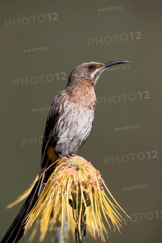 Cape Honeybird (Promerops cafer), adult, male, on flower, Protea, vigilant, Kirstenbosch Botanical Gardens, Cape Town, South Africa, Africa
