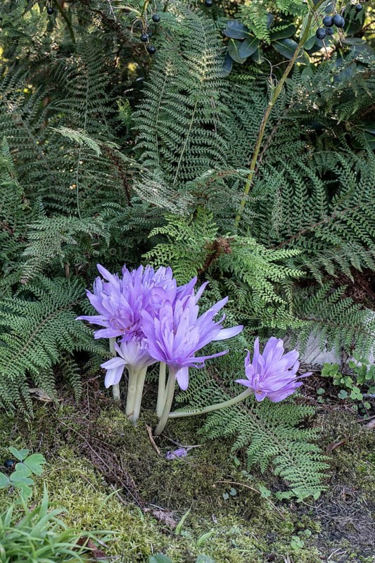 Autumn crocus (Colchicum autumnale Waterlily), Emsland, Lower Saxony, Germany, Europe