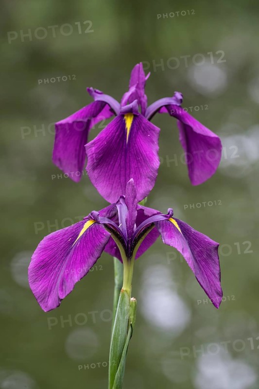 Capitol dandy (Iris ensata), Emsland, Lower Saxony, Germany, Europe