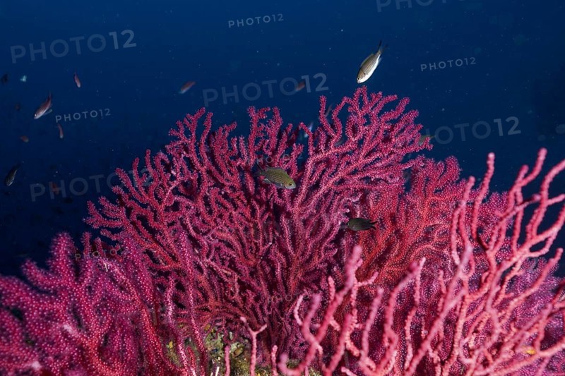 Pink shining Violescent sea-whip (Paramuricea clavata) in the deep sea, surrounded by small fish in the Mediterranean near Hyères. Dive site Wreck le Donator, Giens peninsula, Provence Alpes Côte d'Azur, France, Europe