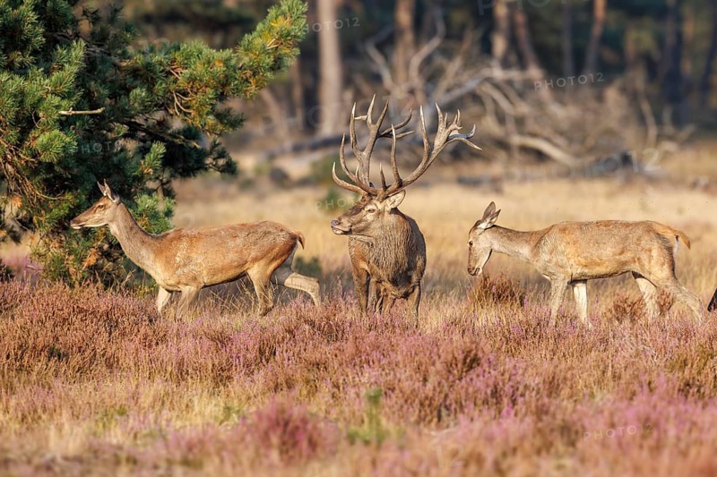 Red deer (Cervus elaphus), Hoge Veluwe National Park, Netherlands