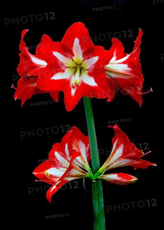 Red amaryllis flower stands out against a black background, with bright colours and striking design