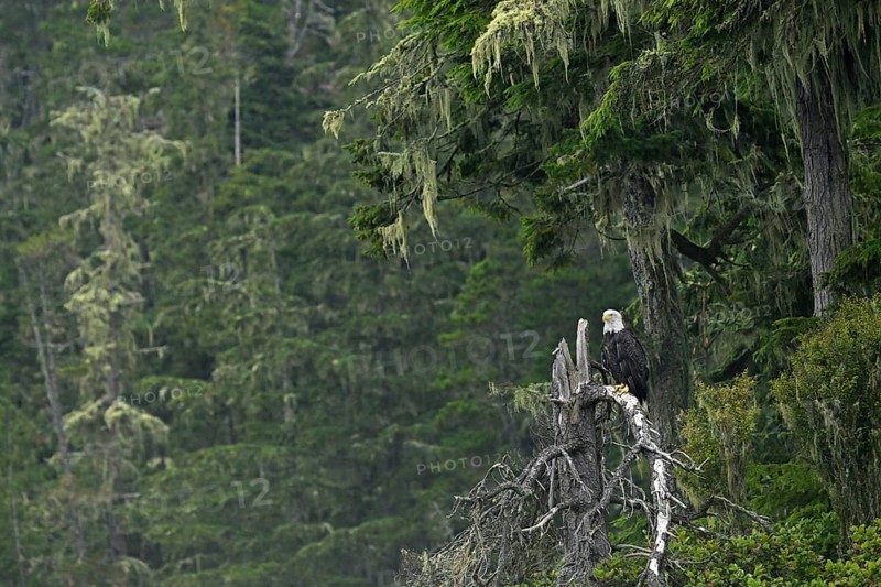 Bald eagle (Haliaeetus leucocephalus) perched on a branch in the Pacific Rainforest, Vancouver Island