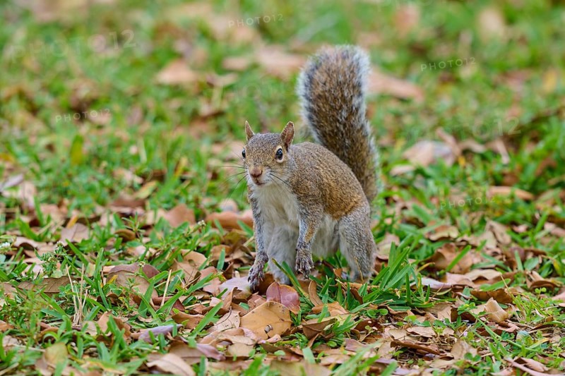 Grey Squirrel (Sciurus carolinensis), on meadow, springtime, Florida, USA, North America