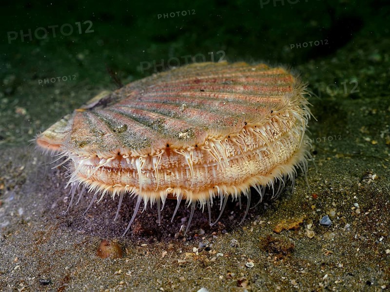 Scallop (Pecten maximus), underwater, Rinvyle dive site, Co. Galway, Irish Sea, North Atlantic, Ireland, Europe