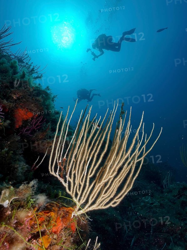 White gorgonian (Eunicella singularis) in the Mediterranean Sea near Hyères, backlight, diver in the background, dive site peninsula Giens, Côte d'Azur, France, Europe