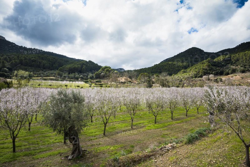 Flowering almond tree (Prunus dulcis), near Valdemossa, Serra de Tramuntana, Majorca, Balearic Islands, Spain, Europe