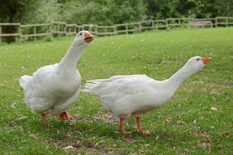 Emden goose or Emden goose (Anser anser forma domestica), free-range domestic geese, North Rhine-Westphalia, Germany, Europe