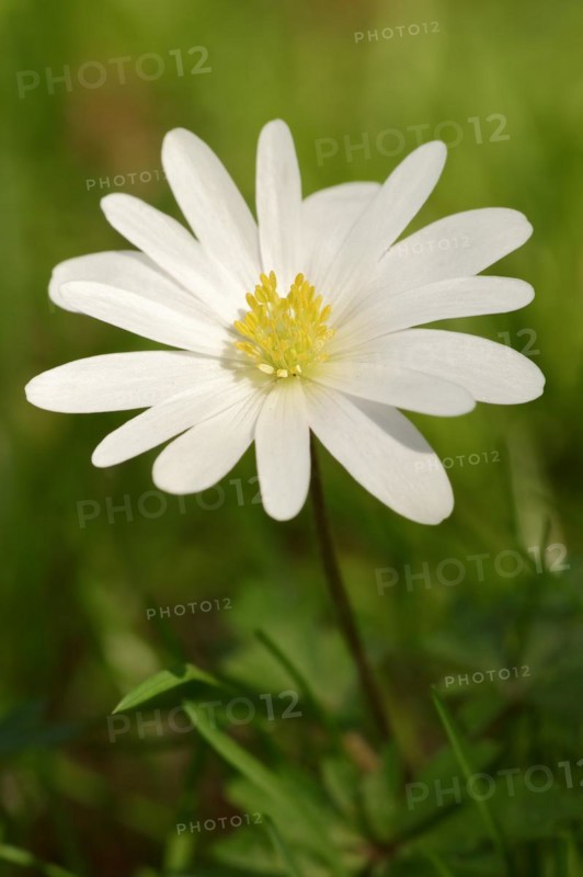 Blue anemone (Anemone apennina var. albiflora), flower, garden plant, North Rhine-Westphalia, Germany, Europe