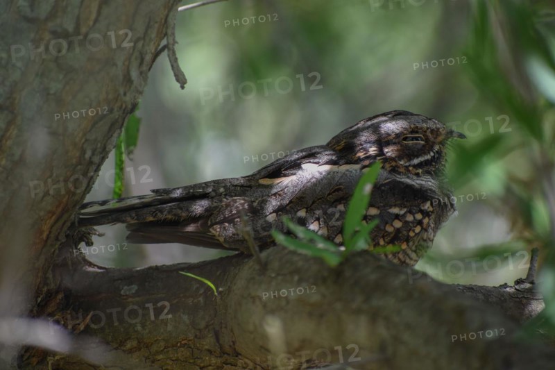 Very rarely seen Little Nightjar (Setopagis parvula), spends the day sleeping in the bushes, Reserva Ecologica Costanera Sur, Buenos Aires, Argentina, South America