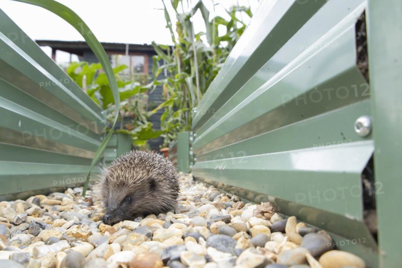 European hedgehog (Erinaceus europaeus) adult animal walking between two garden raised beds, England, United Kingdom, Europe