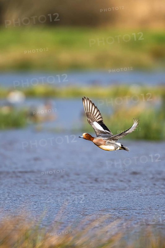 Eurasian Wigeon, (Mareca penelope) male in flight over marshes