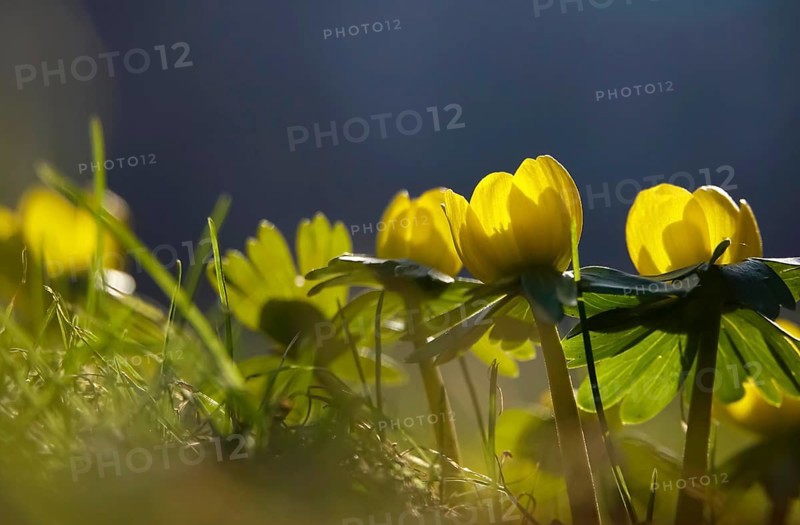 Winter aconites (Eranthis hyemalis), Germany, Europe