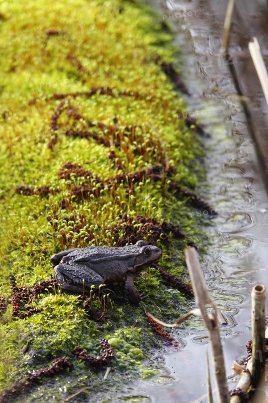 Frog on a mossy tree trunk, March, Lusatia, Saxony, Germany, Europe
