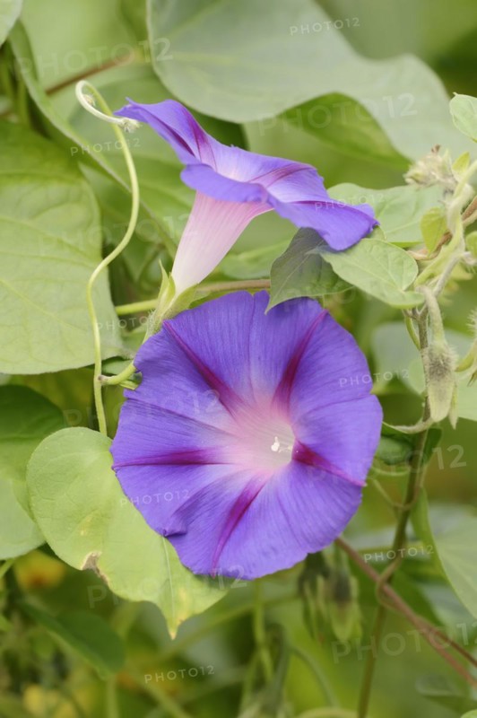 Purple morning glory (Ipomoea purpurea), flowers, native to Mexico, ornamental plant, North Rhine-Westphalia, Germany, Europe