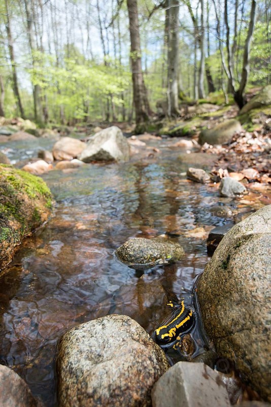 Yellow-black fire salamander (Salamandra salamandra terrestris) in the Ilse stream bed, stony river bed in light-flooded deciduous forest with copper beeches (Fagus sylvatica) or copper beeches, rocks in calm, clear water, larvae settling in the bank area, birth, mountain stream, Ilsetal, Harz National Park, Eastern Harz, Saxony-Anhalt, Germany, Europe