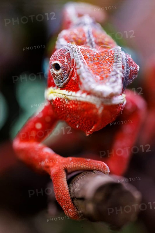 Panther chameleon (Furcifer pardalis), Germany, Europe
