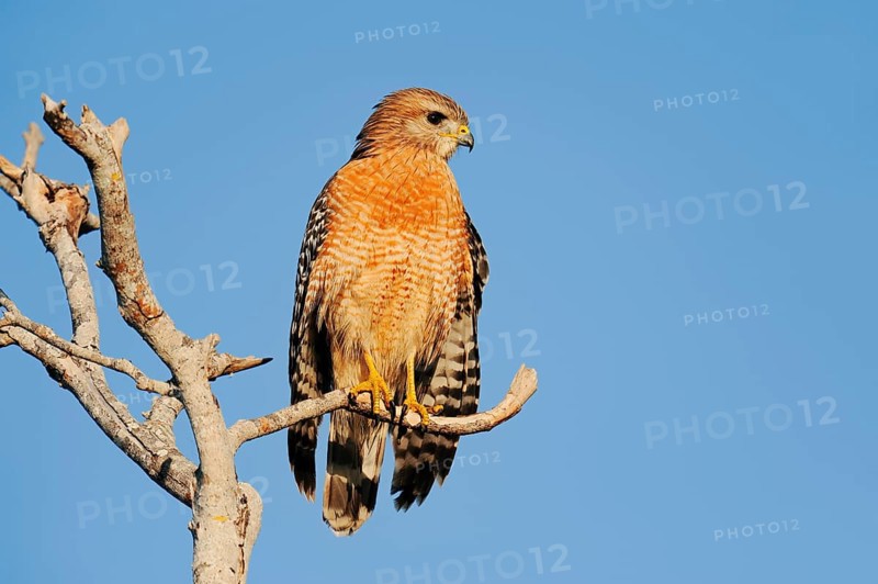 Red-shouldered Hawk (Buteo lineatus), Everglades National Park, Florida, USA, North America
