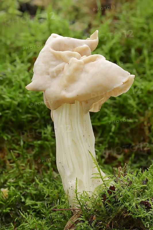 Autumn laurel or white saddle (Helvella crispa), North Rhine-Westphalia, Germany, Europe