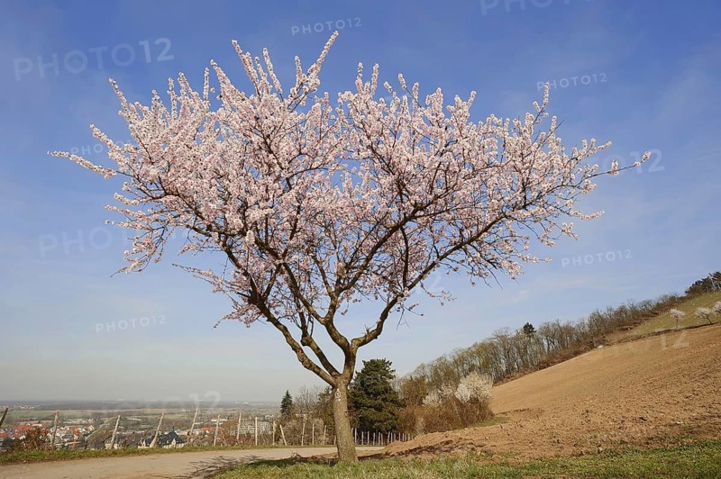 Flowering almond tree (Prunus dulcis, Prunus amygdalus), Hessische Bergstrasse, Hesse, Germany, Europe