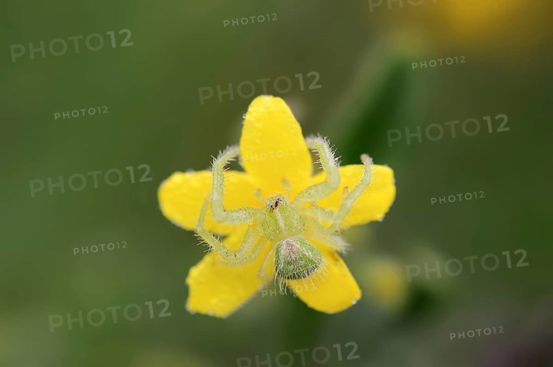 Tirangel crab spider (Heriaeus graminicola), crab spider on a flower of shrubby jasmine (Chrysojasminum fruticans, Jasminum fruticans), Provence, southern France