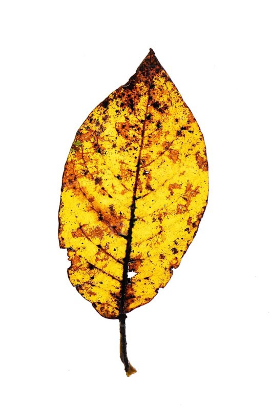 Autumn-coloured leaf of a walnut (Juglans regia), tree, free-standing, Vechta, Lower Saxony, Germany, Europe
