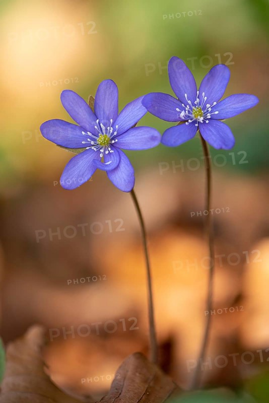Liverwort, (Anemone hepatica), flower, early bloomer, plant, Steinhagen, Lower Saxony, Germany, Steinhagen, Lower Saxony, Germany, Europe