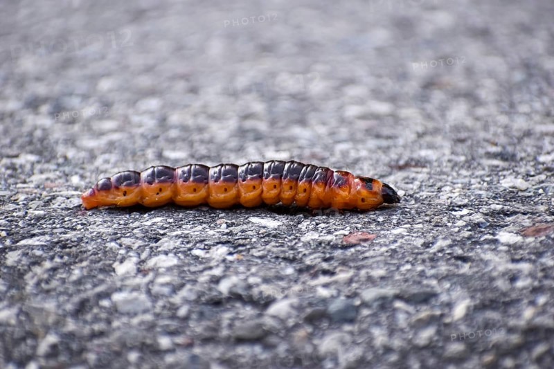 Caterpillar of the willow borer (Cossus cossus) on tarred road, seen in Berchtesgaden National Park, Germany, Europe