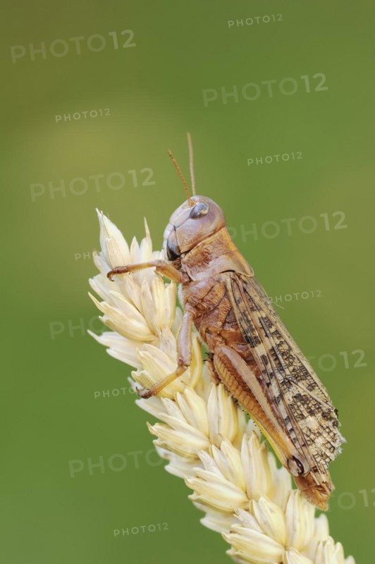 European migratory locust (Locusta migratoria), Provence, southern France