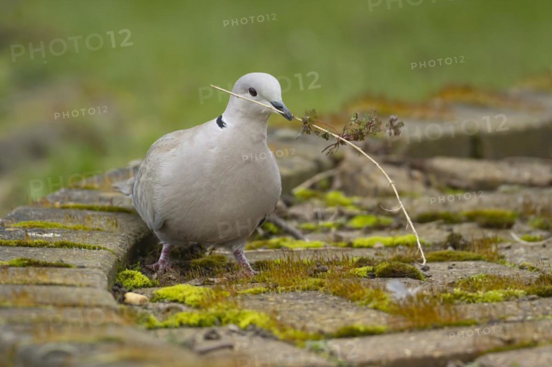 Collared dove (Streptopelia decaocto) adult bird with a stick for nesting material in its beak, Suffolk, England, United Kingdom, Europe