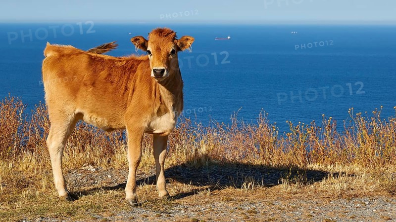 Young cattle in a meadow near the coast on a sunny day, farm animals, Mani Peninsula, Peloponnese, Greece, Europe