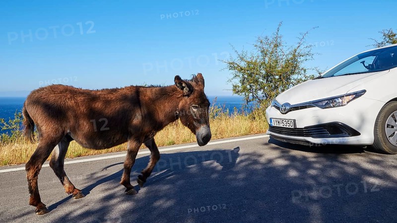 A donkey looking at a white car at the roadside, farm animals, Mani Peninsula, Peloponnese, Greece, Europe