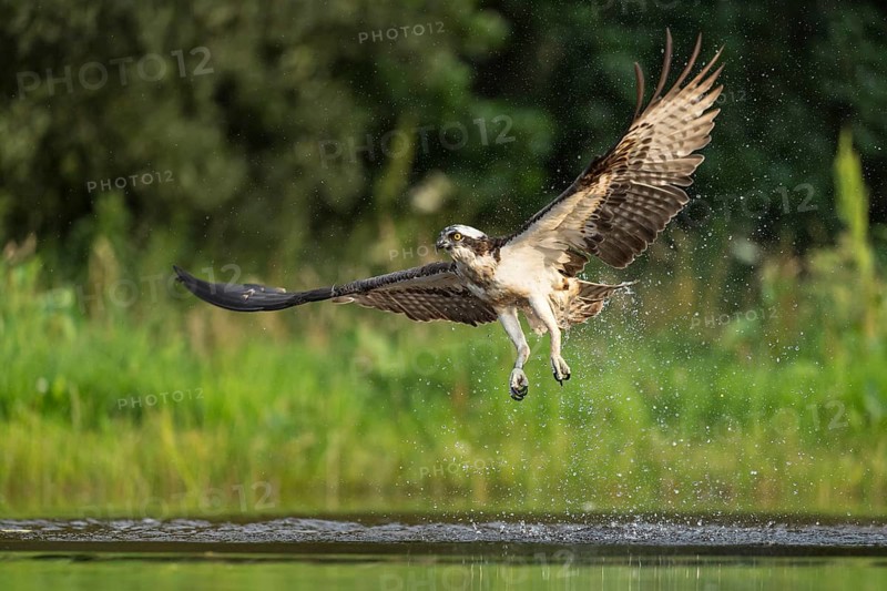 Western osprey (Pandion haliaetus) hunting, Aviemore, Scotland, Great Britain