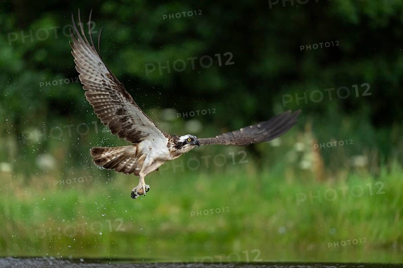 Western osprey (Pandion haliaetus) hunting, Aviemore, Scotland, Great Britain