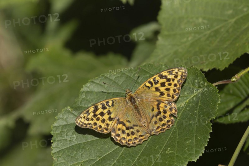 Silver-washed fritillary (Argynnis paphia) butterfly valezina form resting on a Hazel tree leaf in a woodland, Suffolk, England, United Kingdom, Europe