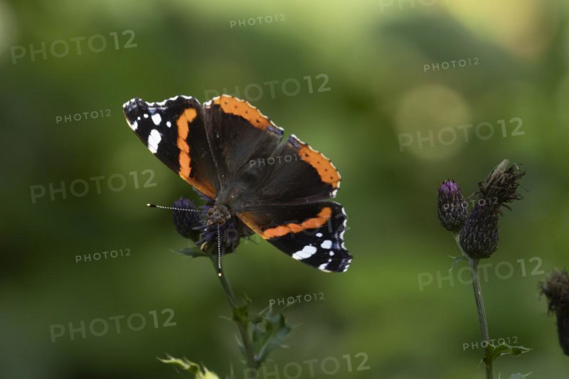 Red admiral (Vanessa atalanta) butterfly feeding on a Creeping thistle flower, Suffolk, England, United Kingdom, Europe